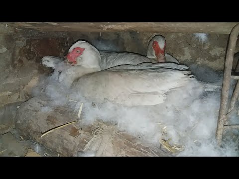 Видео: ДВЕ ИНДОУТКИ В ОДНОМ ГНЕЗДЕ !! ЧТО С ЭТИМ ДЕЛАТЬ ?? КАК РАЗСАДИТЬ??