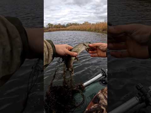 Видео: Спасаю рыбу! ТГК: Артурио фишинг #carnivorebaits #рыбалка #fishing #артуриофишинг