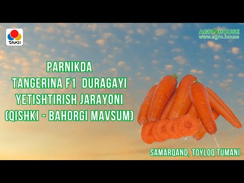 Видео: Parnikda TANGERINA F1 duragayi yetishtirish jarayoni (Qishki-Bahorgi mavsum) #sabzi #сабзи