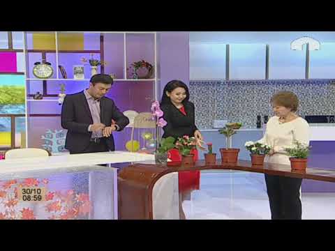 Видео: #ЗАМАНА/ Гүлгө туура кам көрүү
