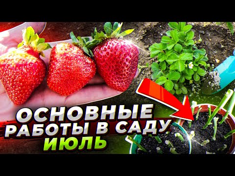 Видео: КАЛЕНДАРЬ ЛЕНИВОГО САДОВОДА в ИЮЛЕ