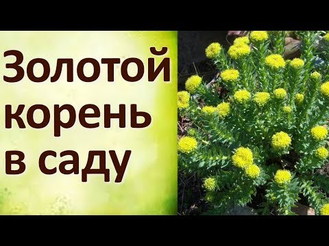 Видео: Золотой Корень Деление и Пересадка