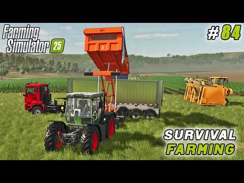 Видео: Огромный урожай винограда и расширение завода | Farming Simulator 25 | Survival Farming | Timelap...