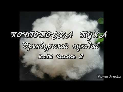 Видео: ПОДГОТОВКА  ПУХА  "Оренбургской пуховой" козы часть 2