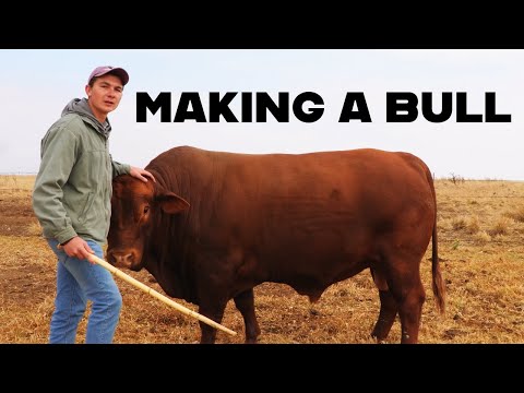 Видео: Создание быка | Фермерство в Южной Африке