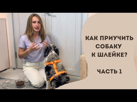 Видео: Как приучить собаку к шлейке? Часть 1.