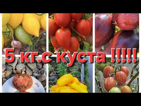 Видео: С этих томатов,собрала 5 кг.урожая!!!!!
