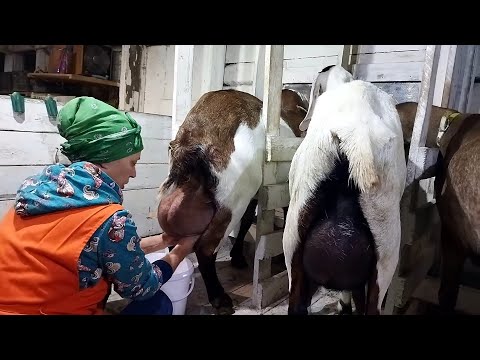 Видео: ДОЙКА КОЗ ПОСЛЕ ОКОТА🐐🐐