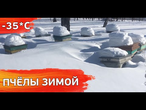 Видео: Зимовка пчёл под снегом в Сибири