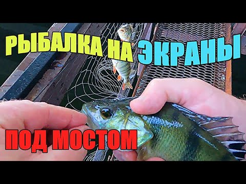 Видео: РЫБАЛКА НА ЭКРАНЫ ПОД МОСТОМ. Наловил кучу рыбы.