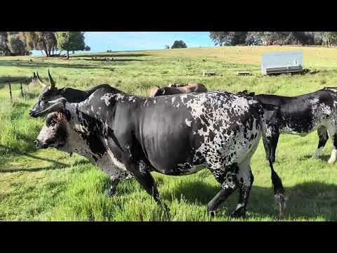 Видео: «Доброжелательное пренебрежение». Микро- и макро-благосостояние.