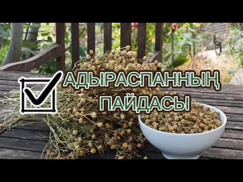 Видео: АДЫРАСПАН | АДЫРАСПАННЫҢ СІЗ БІЛМЕЙТІН ЕМДІК ҚАСИЕТІ