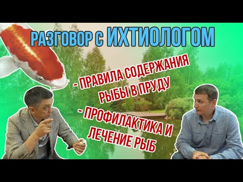 Видео: Разговор с ихтиологом. Правила содержания рыбы в пруду. профилактика и лечение рыбы