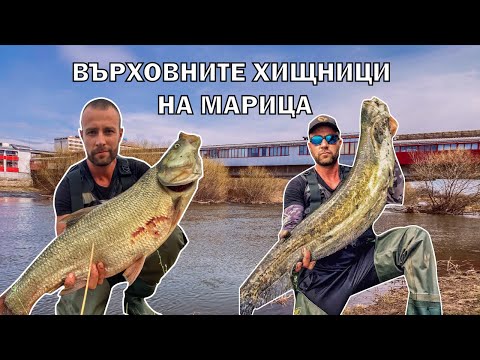 Видео: ВЪРХОВНИТЕ ХИЩНИЦИ НА МАРИЦА. GIVEAWAY