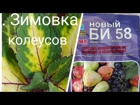 Видео: Колеусы. Осторожно, ХИМИЯ!!!Пояснения к последнему видео.