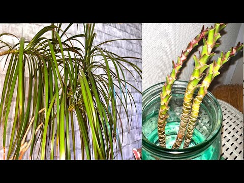 Видео: Ей больше 10 лет...КАК обрезать ДРАЦЕНУ, чтобы получить КРАСИВОЕ РАСТЕНИЕ дома.