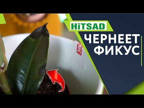 Видео: Чернеют листья Фикуса ✔️ Чем болеет Фикус