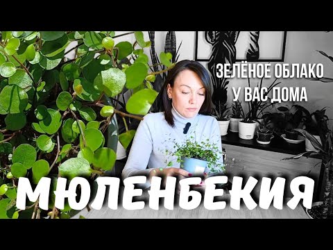 Видео: Вам срочно нужно это растение! Мюленбекия, которая переживёт всех