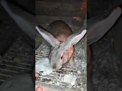 Видео: Қоян көжектеді