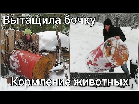 Видео: Добыча бочки из-под снега. Расширение тропинок. Кормление животных. Мой обычный день.