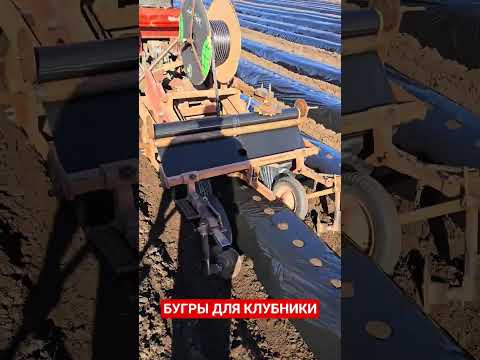 Видео: Бугры для Клубники #голубика #сад #клубника #садоводничество #огород