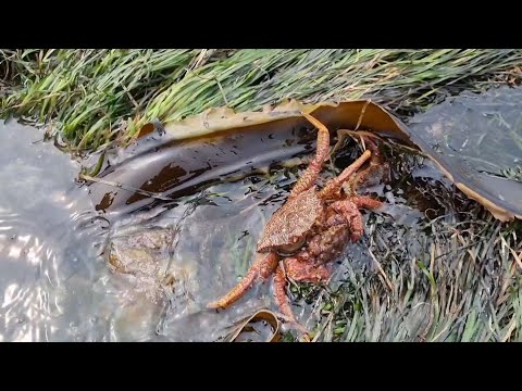 Видео: Ловля Краба Волосатика Руками.