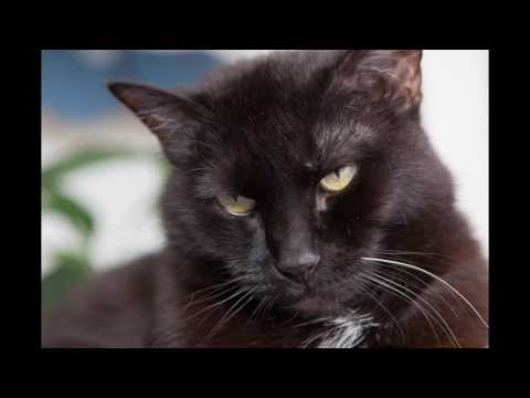 Видео: Мурчание кошки самое лучшее средство для расслабления!
