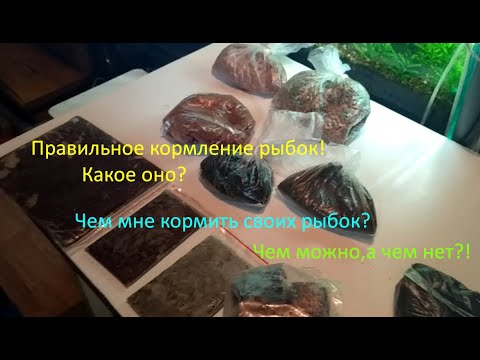 Видео: Правильное кормление рыбок!