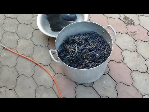 Видео: Изготовление вина из сорта Саперави,2025 год
