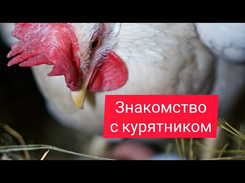 Видео: Знакомство с курятником