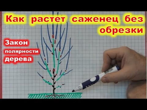 Видео: Как растет саженец без обрезки. Частая ошибка начинающих садоводов.