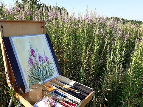 Видео: Этюд Иван-чая акварелью