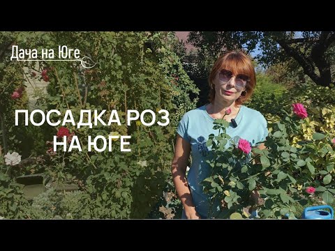 Видео: Дача на Юге - Посадка роз на юге.