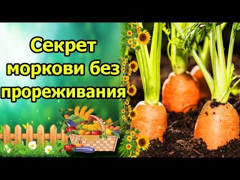 Видео: БЫСТРЫЕ, ДРУЖНЫЕ ВСХОДЫ МОРКОВИ БЕЗ ПРОРЕЖИВАНИЯ! ПРОСТОЙ И УДОБНЫЙ СПОСОБ С КИСЕЛЕМ!