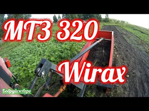 Видео: МТЗ 320 и картофелекопалка Wirax, копаю каждый день