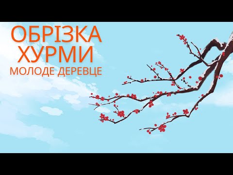 Видео: Обрізка хурми. Молоде деревце