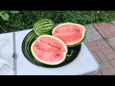 Видео: Кавун вирощений вдома на городі#кавуни #арбуз #садгород 