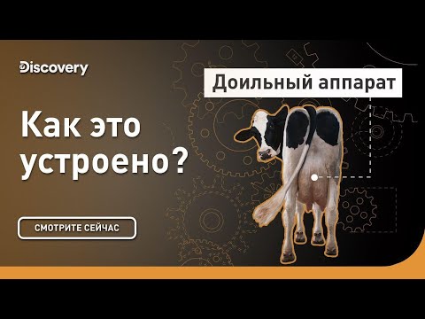 Видео: Доильный аппарат | Как это устроено? | Discovery