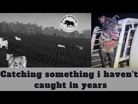 Видео: Поймать то, чего не ловил годами