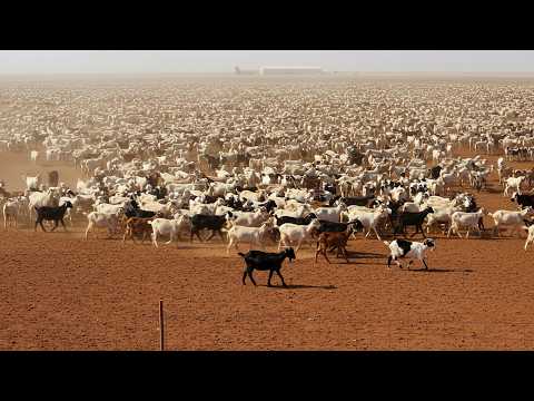 Видео: КРУПНЕЙШАЯ КОЗЬЯ ФЕРМА В БРАЗИЛИИ