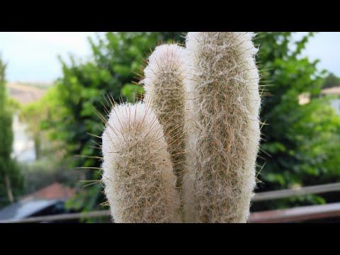 Видео: Кактус Эспостоя. Cactus Espostoa.