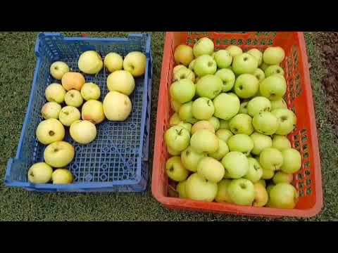 Видео: На даче 🌳 6 сентября 2025 г.