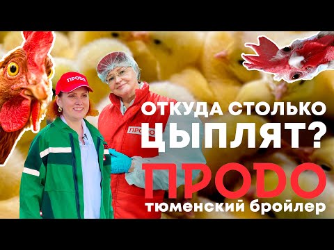 Видео: НЕРЕАЛЬНЫЙ ОБЪЕМ ПРОИЗВОДСТВА | Весь цикл работы птицефабрики за 20 минут | ПРОДО Тюменский бройлер