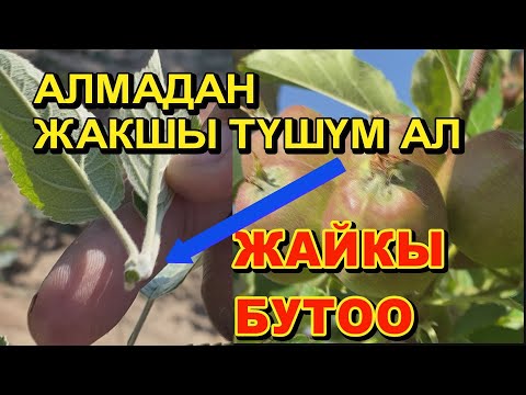 Видео: АЛМАДАН ЖАКШЫ ТҮШҮМ АЛУУ ҮЧҮН ЖАЙКЫ БУТООНУ ЖАСАГАНДЫ УНУТПАҢЫЗ ☝️. ОҢОЙ ЭЛЕ ҮЙРӨНҮП АЛЫҢЫЗ