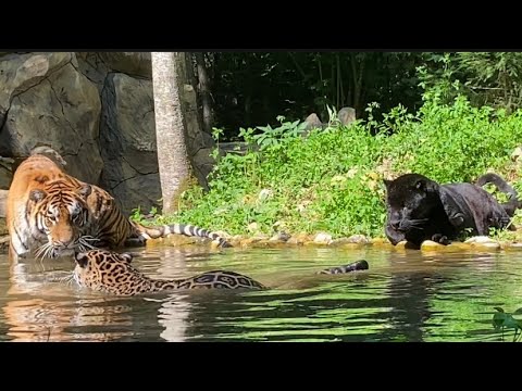 Видео: ТИГР И ЯГУАРЫ КУПАЮТСЯ В БАССЕЙНЕ ВСЕ ВМЕСТЕ в Подмосковном Сафари-парке.