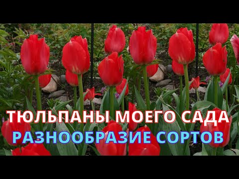 Видео: Самые красивые ТЮЛЬПАНЫ в моем саду. Какие бывают сорта тюльпанов и где купить?