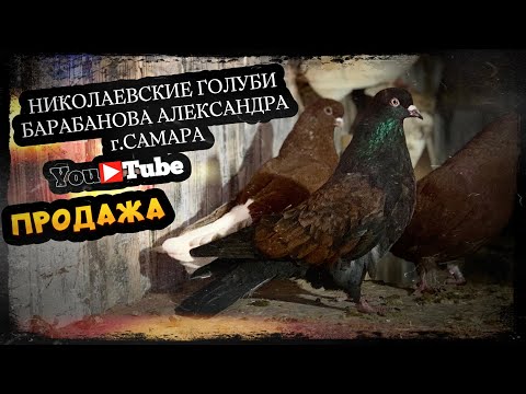 Видео: Николаевские голуби Барабанова Александра г.Самара тел. +7 (927) 200-54-55   ПРОДАЖА