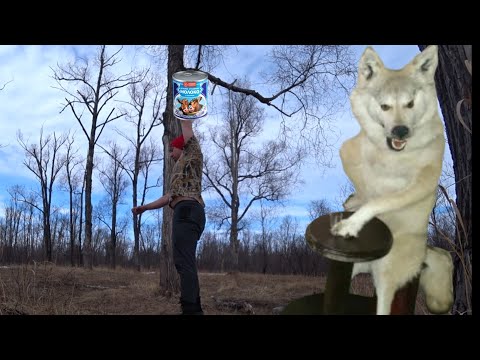 Видео: Лайтовый рывок гири 24 кг за 5 минут (81 раз)