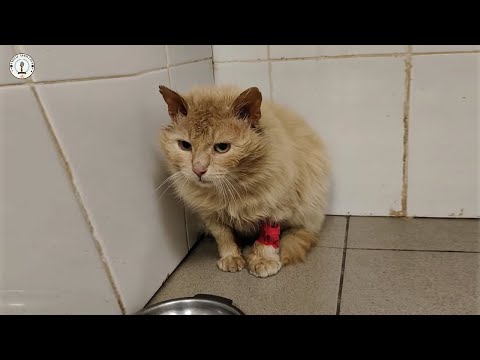Видео: Нежеланный с момента болезни, он заплакал, когда наконец почувствовал надежду.