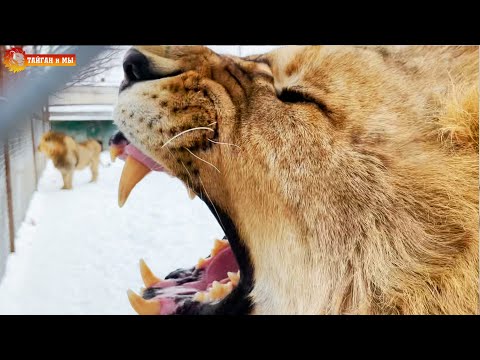 Видео: Султан просто в ярости - "старички" драконят молодежь! Тайган. Lions life in Taigan.